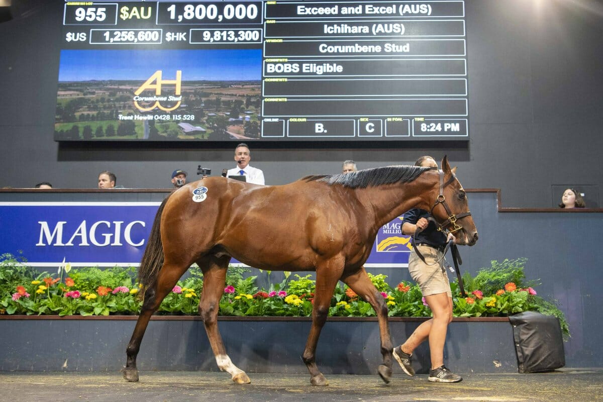 Corumbene’s Colt Tops Day Five of Gold Coast Yearling Sale