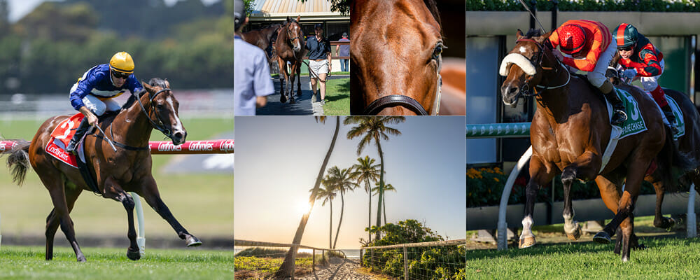 Quality Packed Catalogue for Gold Coast March Yearling Sale