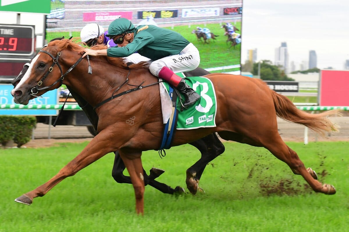 Stronger to Stand in Queensland at Aquis Stallions
