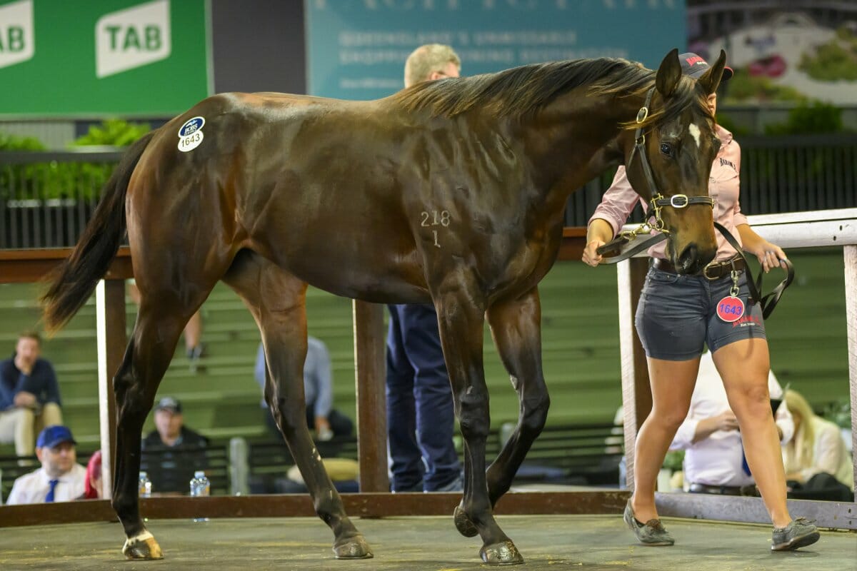 Zoustar Filly on Top as National Sale Concludes