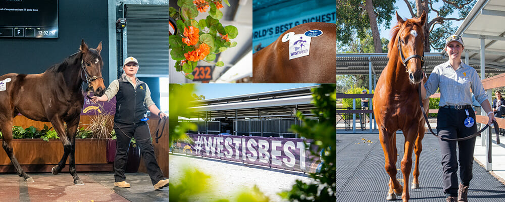 Quality Perth Winter Sale Catalogue Online