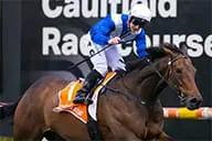 Alligator Blood Horse
