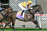 Imperatriz Horse