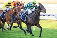 Bustler Horse