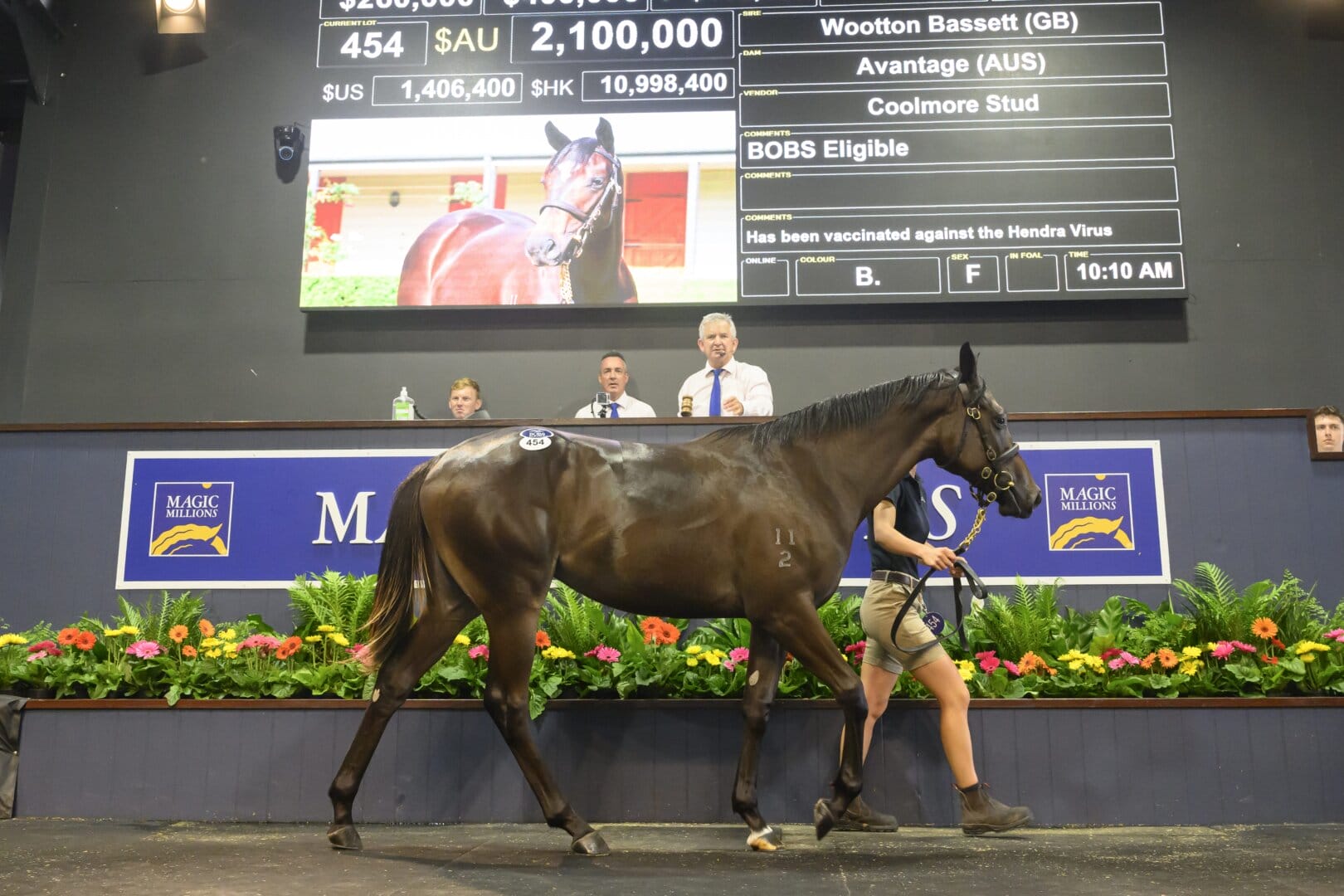 Avantage’s First Foal Lights Up the Gold Coast