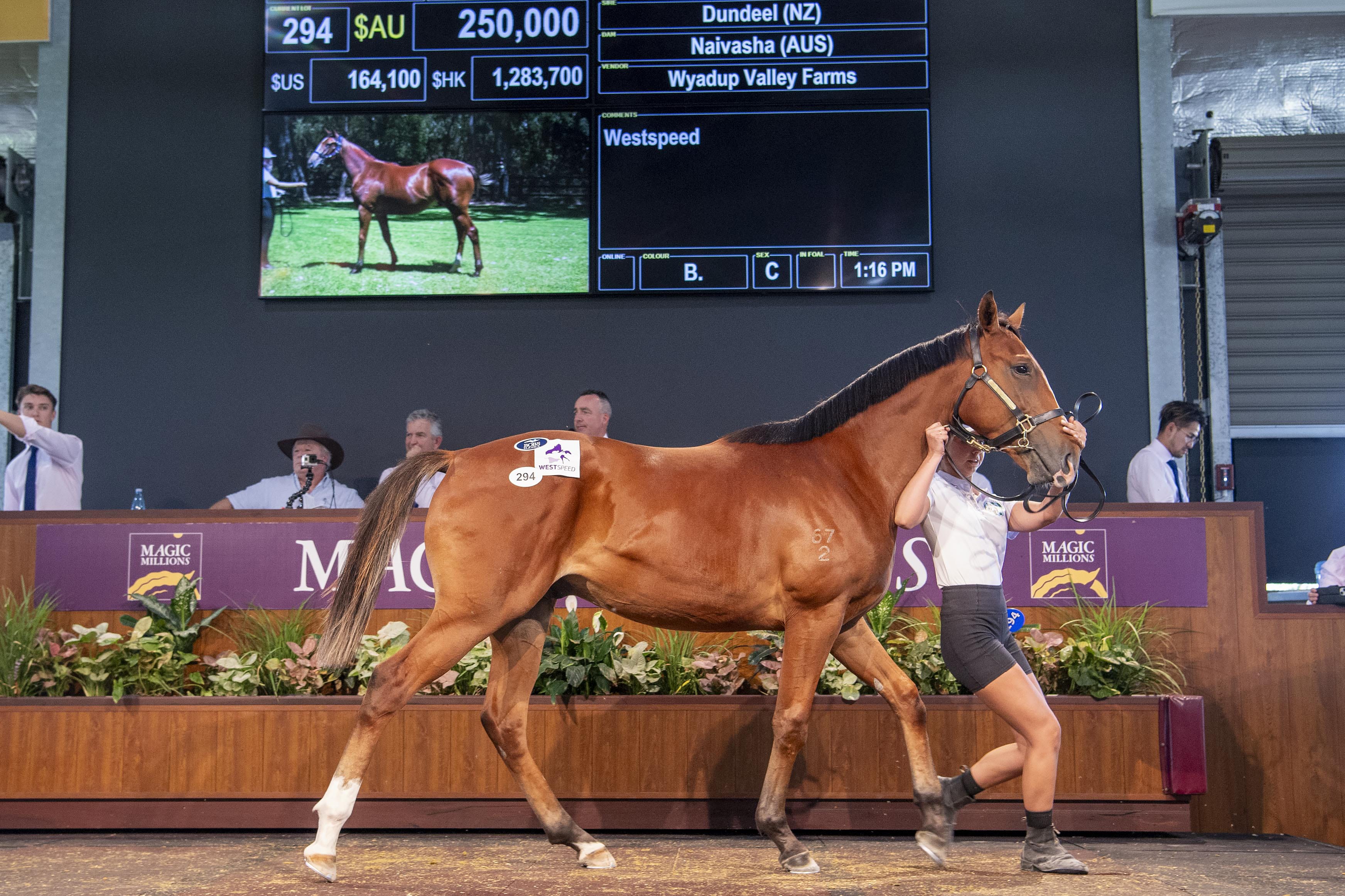 Dundeel Colt Sets Book Two Record at Successful Perth Sale