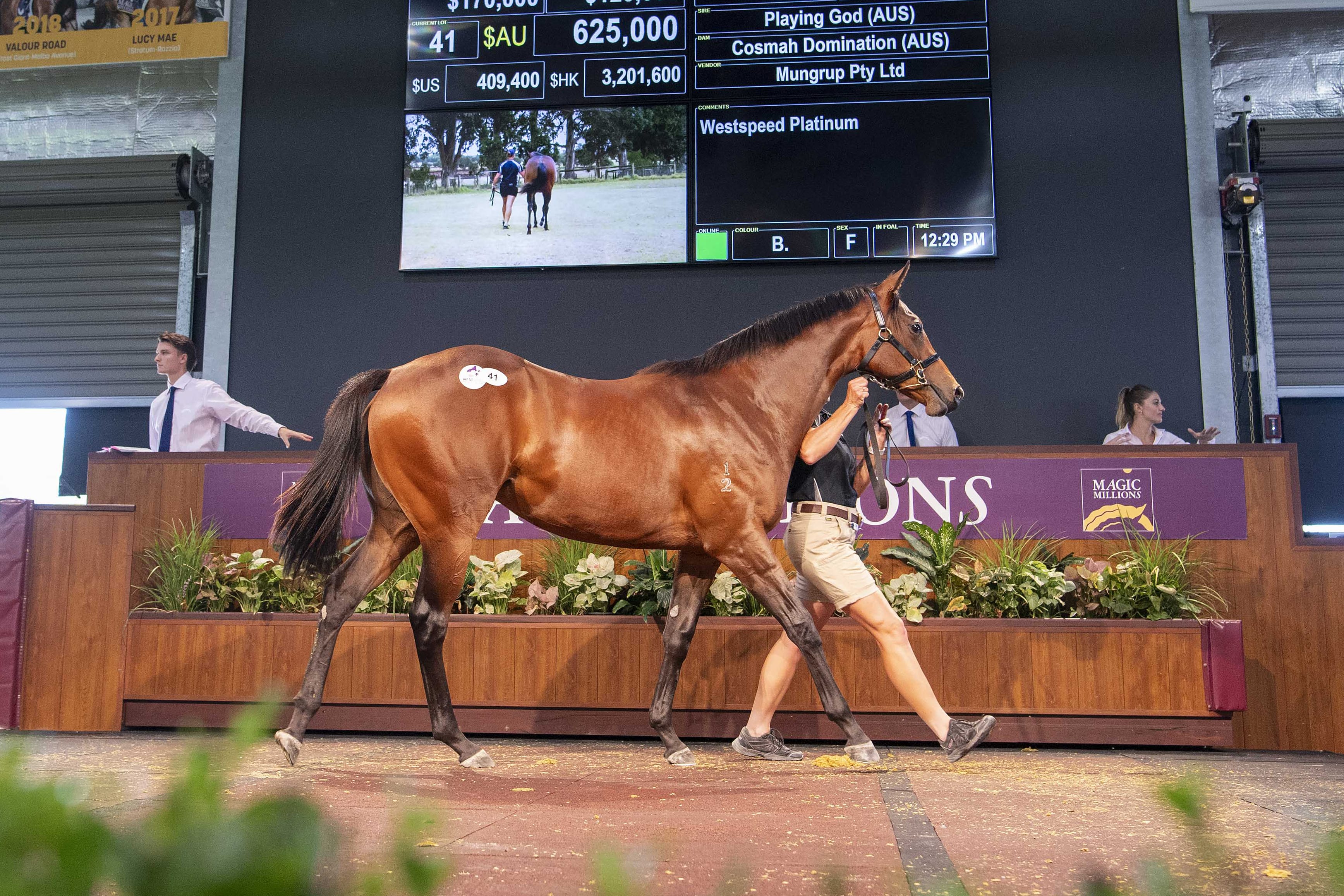 Playing God Filly Smashes Perth Yearling Sale Record