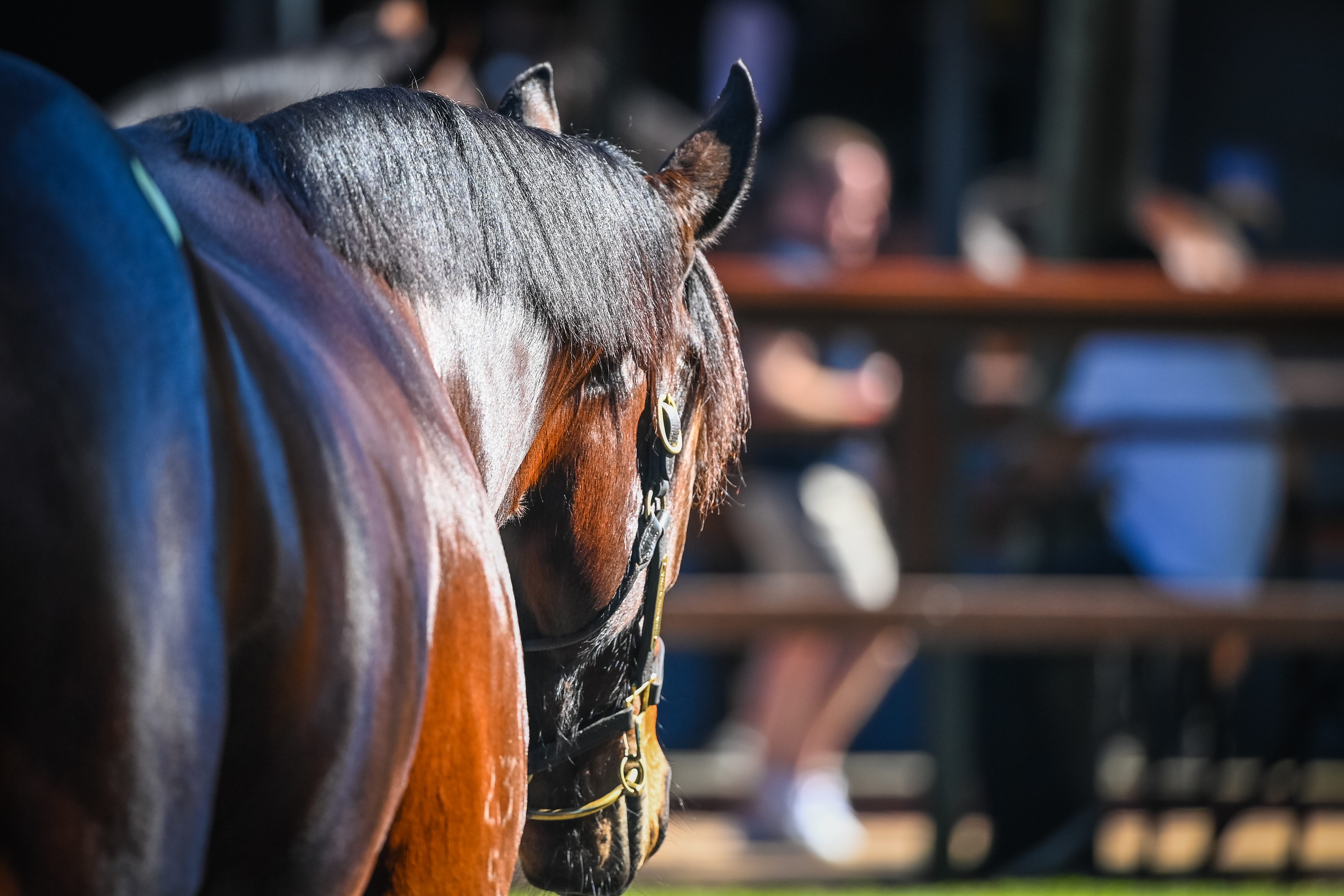 Entries Open for Industry Leading Gold Coast National Sale