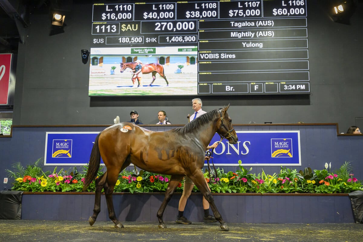 Tagaloa Tops Final Day of Successful Gold Coast Yearling Sale