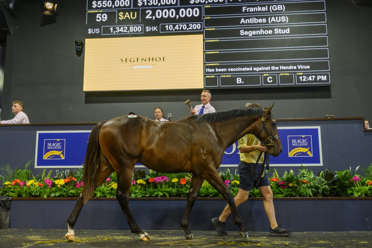 Frankel Colt Steals the Show on Day One at Gold Coast