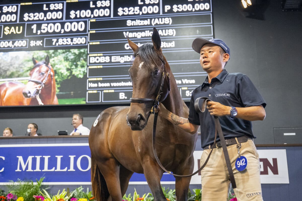 Vangelic’s First Foal Tops Day Four of Gold Coast Yearling Sale