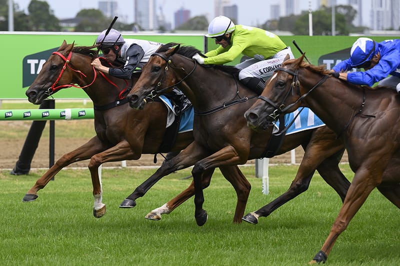 Sir Carter Sneaks Home in Gripping Country Cup