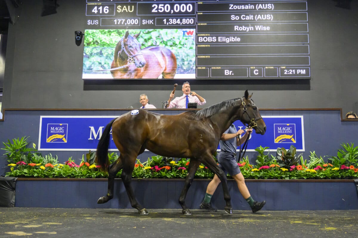 Zousain Colt Tops Gold Coast March Yearling Sale