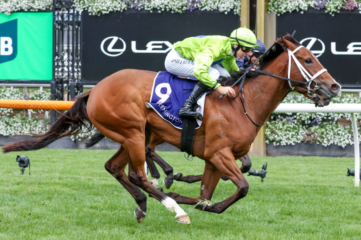 Stretan Angel a Heavenly National Sale Offering