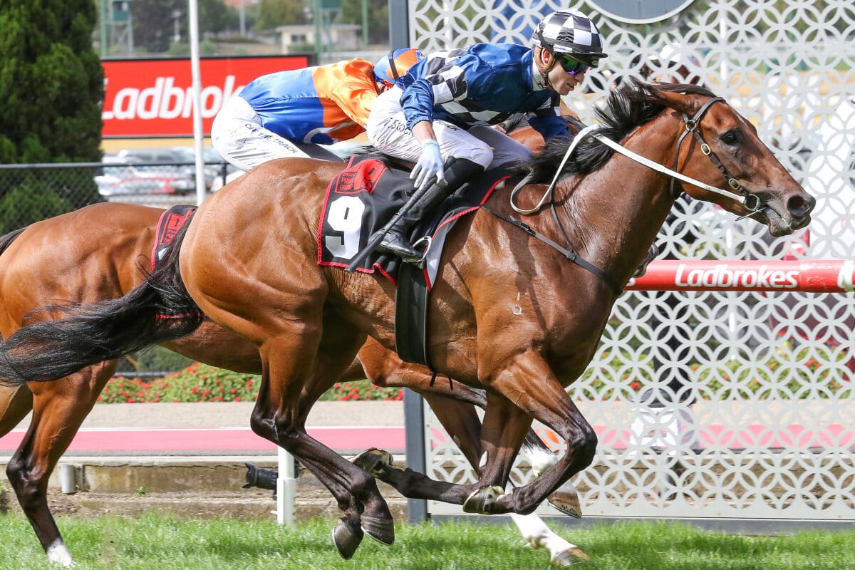 Group One Winning Sun to Shine at National Sale