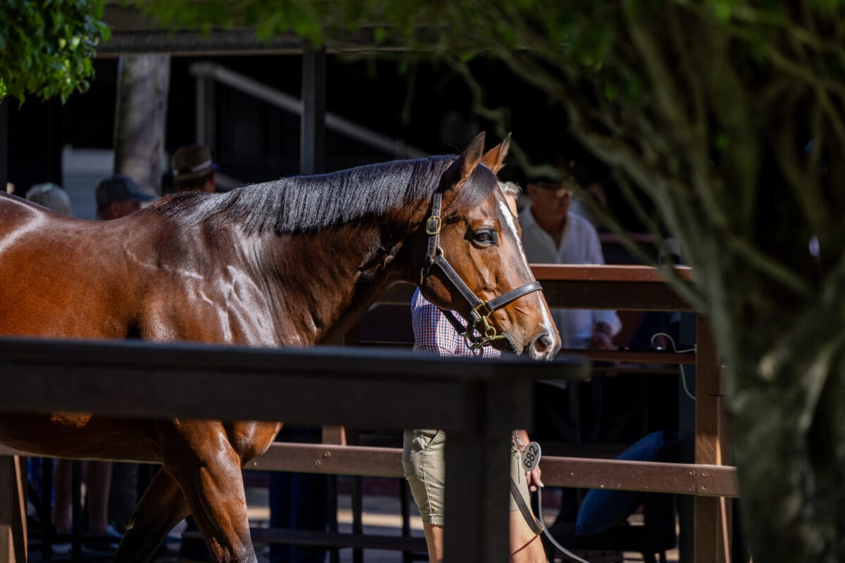 World Class Catalogue for National Broodmare Sale