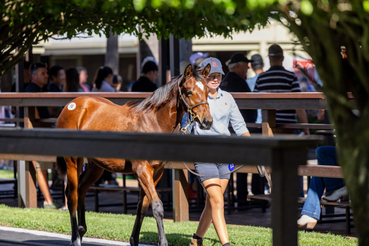 Australia’s Finest Weanlings Set for the Gold Coast