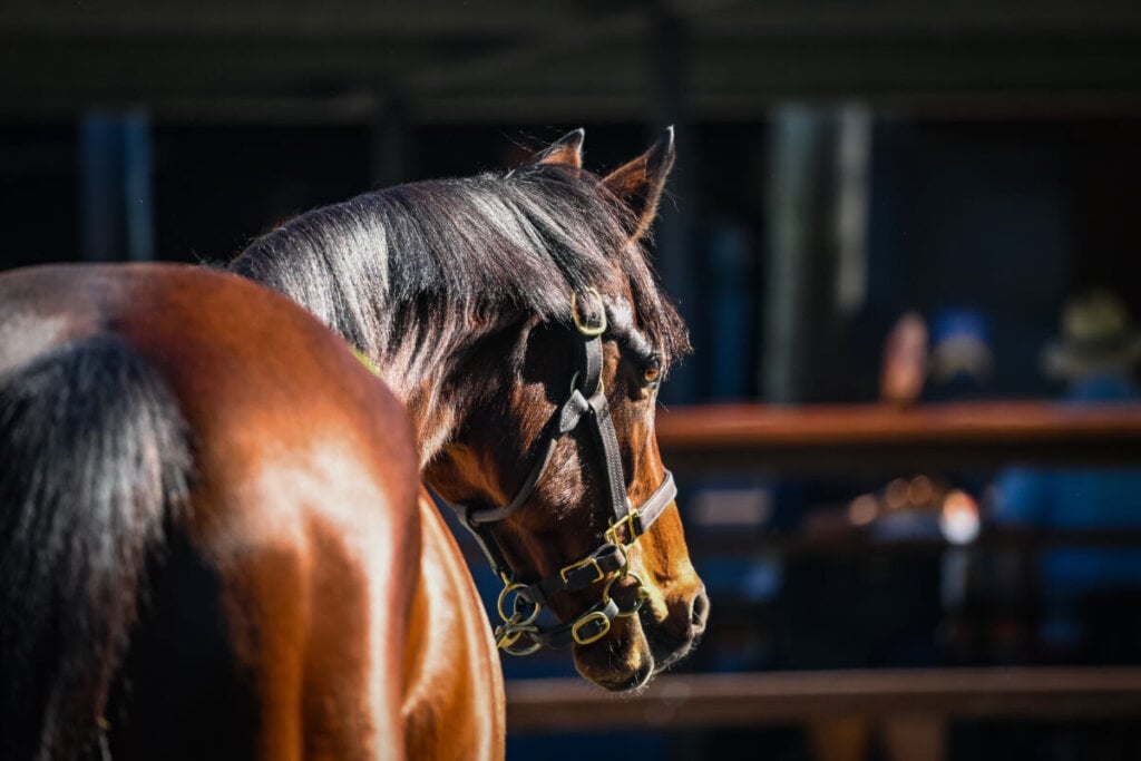 Magic Opportunities at National Sale, photo 4