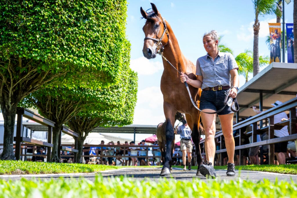 Magic Opportunities at National Sale, photo 10