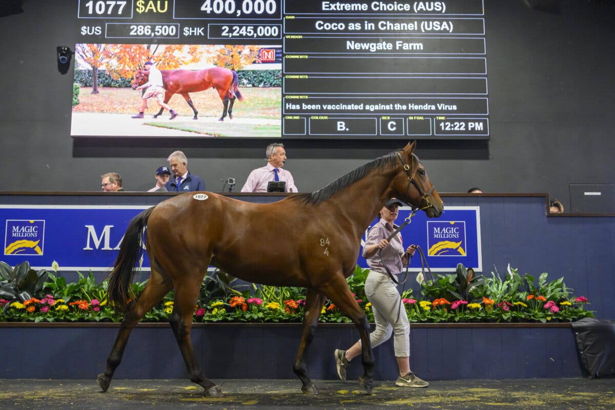 Extreme Choice Colt on Top as National Sale Concludes