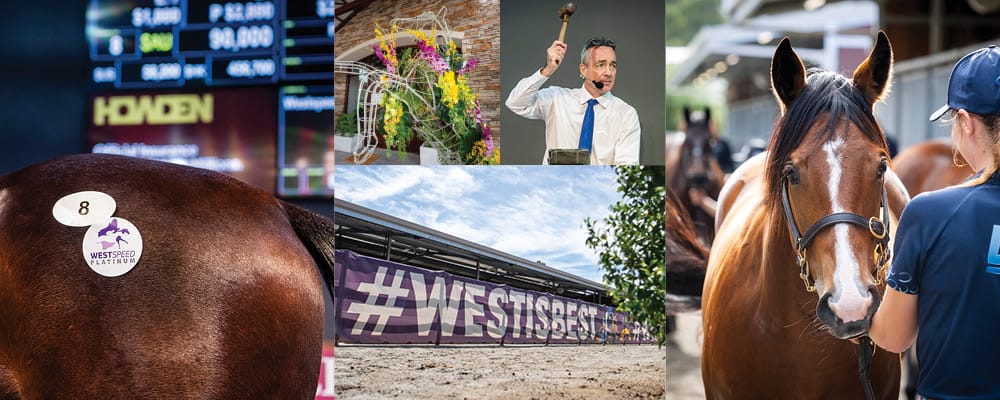 Great Opportunities at Perth Winter Yearling & Weanling Sales Great Opportunities at Perth Winter Yearling & Weanling Sales