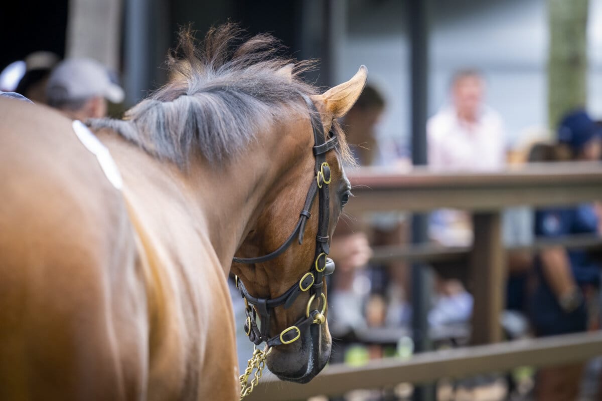 Entries Open for World Class 2027 Magic Millions Yearling Sales