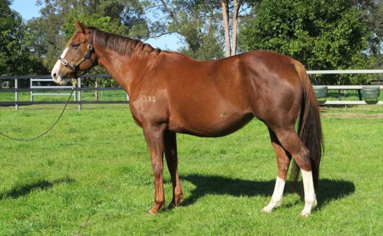 Records tumble in Magic Millions Digital (31 Jul-5 Aug) Sale Records tumble in Magic Millions Digital (31 Jul-5 Aug) Sale