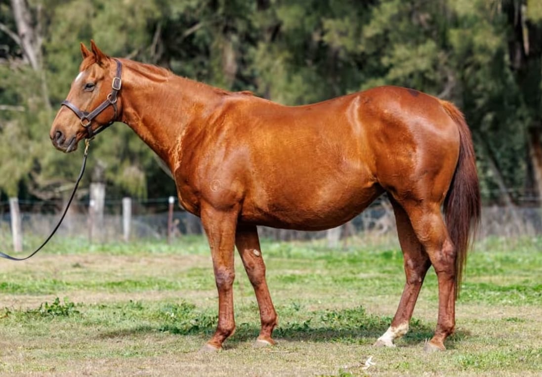 Group Producer Pellicle Tops Magic Millions Digital Sale Group Producer Pellicle Tops Magic Millions Digital Sale