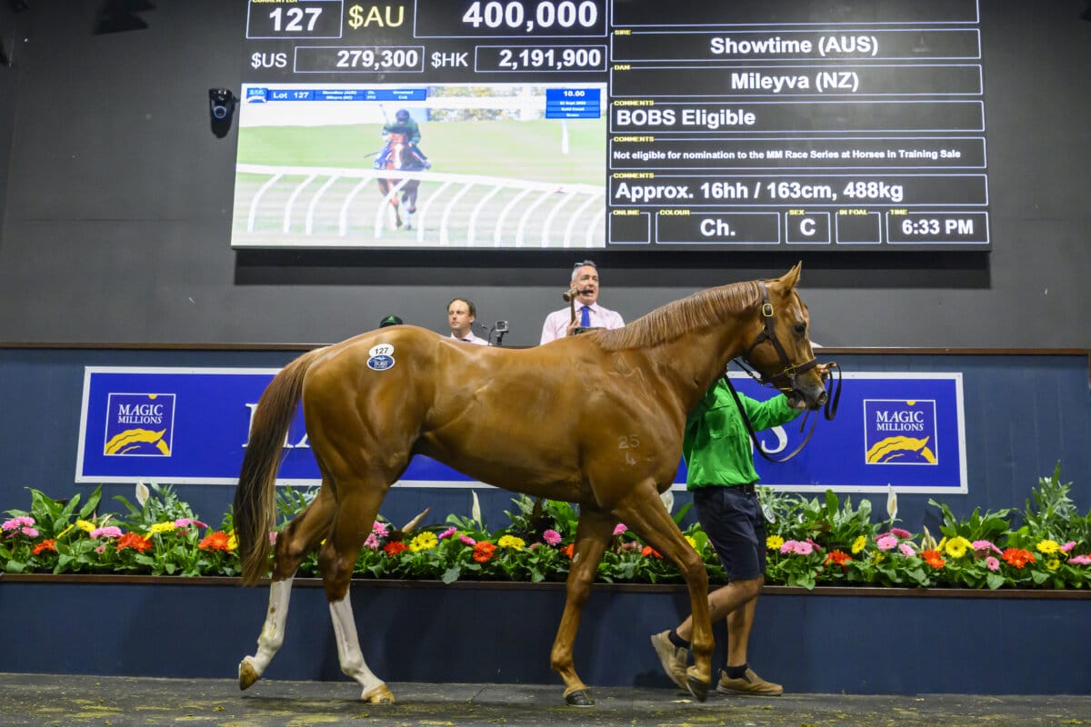 Showtime Colt Tops Gold Coast Horses in Training Sale Showtime Colt Tops Gold Coast Horses in Training Sale