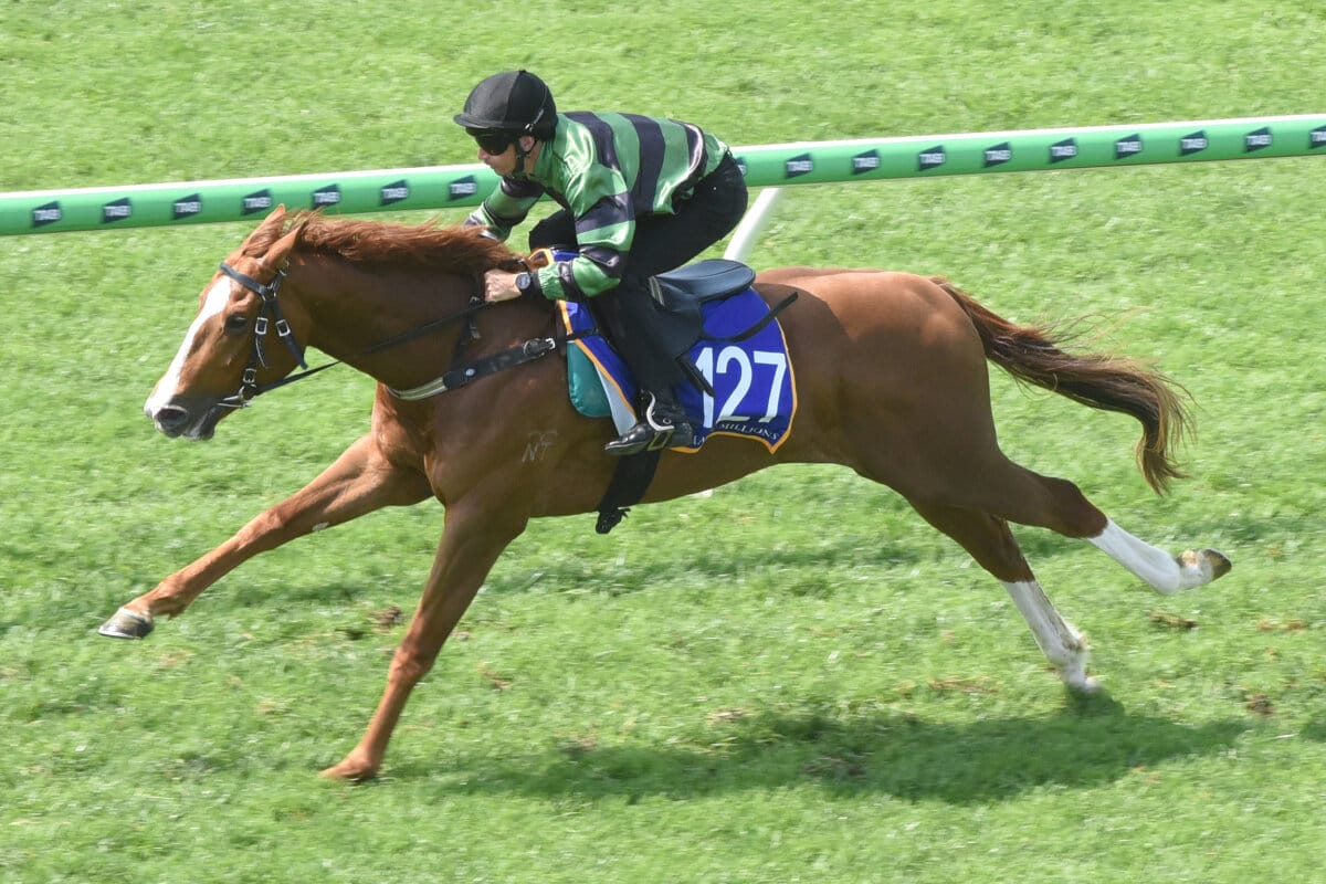 Scene Set for Gold Coast HIT Sale After Strong Breeze Ups
