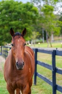 406 Guanaba Creek Rd SML-75