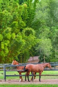 406 Guanaba Creek Rd SML-76