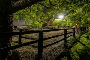 RWR Figtrees 256 Revised