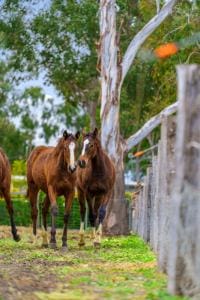 80 Owen St East Images LRG-28